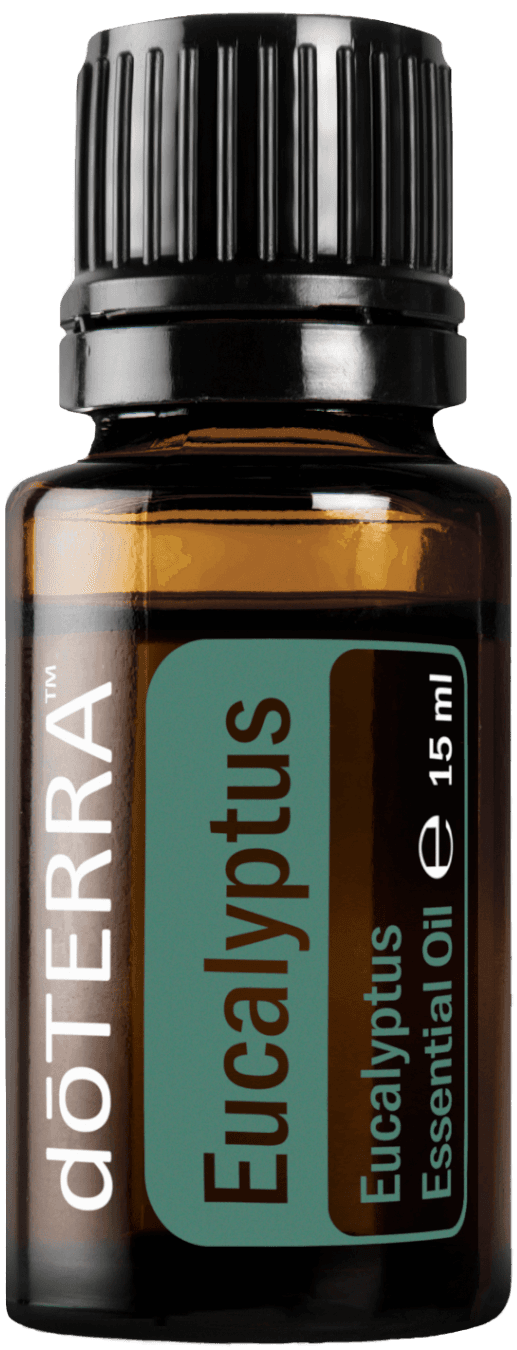 Eucalyptus (Eukalyptus)